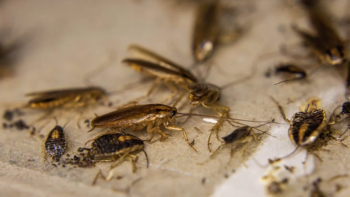 German cockroaches on floor tile