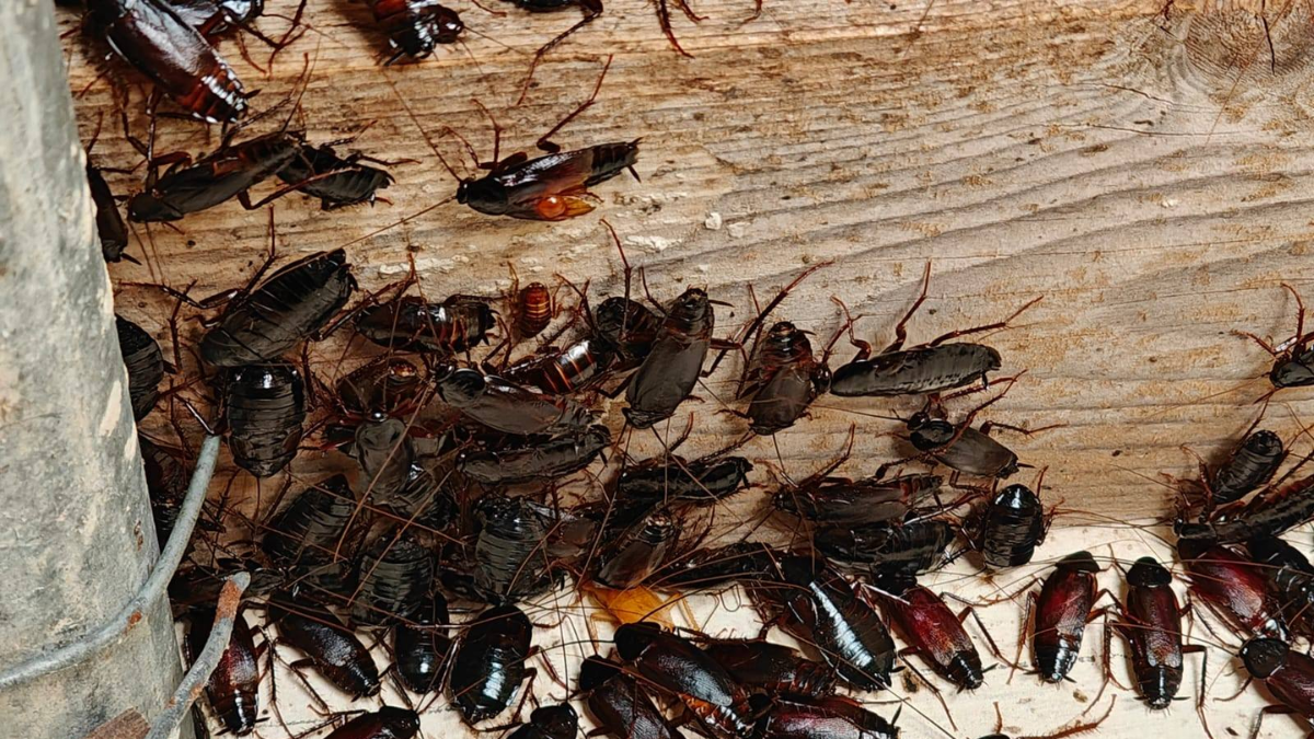 Oriental cockroaches on wooden beam