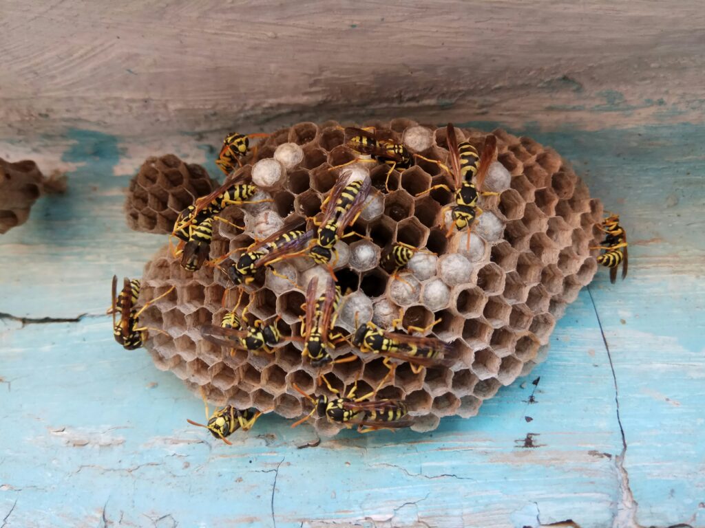 Wasp nest in shed